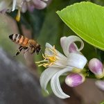 IMG_6817-lemon-tree-bee-square-lores