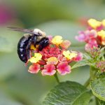 bee_with_lantana-523916020-1-cffb69419cb84a28b86456becf2c17d6