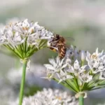 honeybee-collecting-pollen-on-white-260nw-319390244